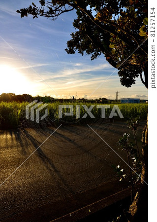 Miyakojima, Okinawa Prefecture Sunrise and spider web 81257154