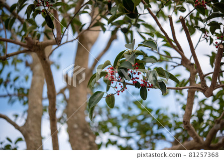Red fruit tree Ilex rotunda 81257368