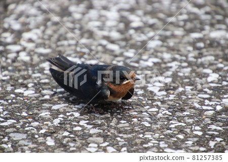 A swallow that has just left the nest on the ground 81257385