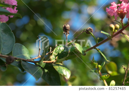 Sulpery seeds Sulpery seeds 81257485