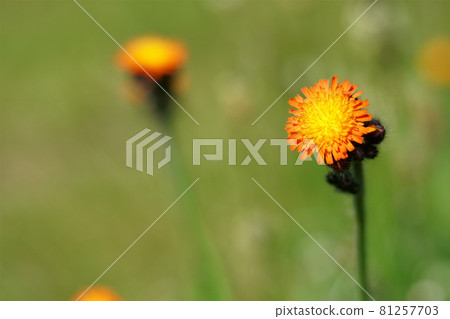 Red ring dandelion flowers blooming in the fields of Hokkaido 81257703
