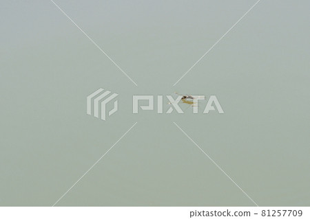 Water striders floating on the surface of the pond Water striders floating on the surface of the pond 81257709