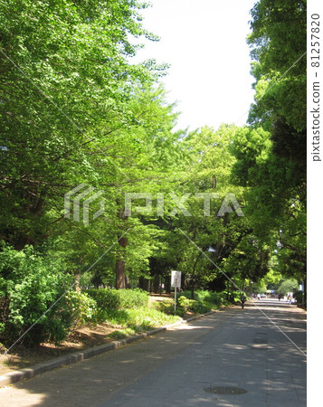 Ueno Park summer morning 81257820