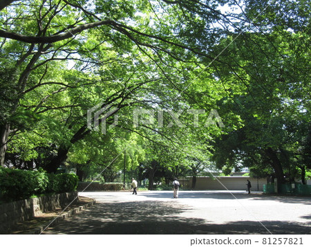 Ueno Park summer morning 81257821
