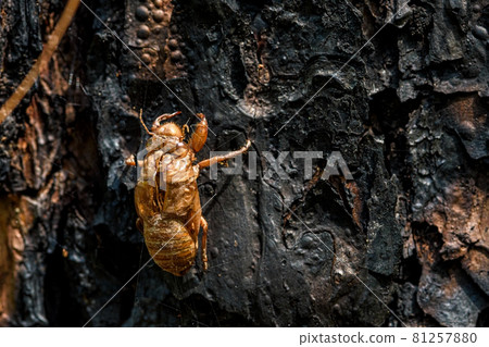 Cicada slough stick on tree trunk in summer. Cicada slough stick on tree trunk in summer. 81257880