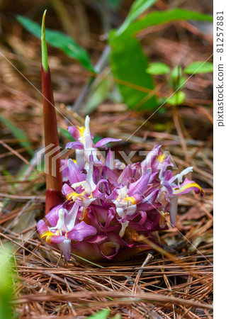 Suthep Siamese flowers or krachiao suthep are blooming from the ground in Doi Suthep-Pui National Park, Thailand. Suthep Siamese flowers or krachiao suthep are blooming from the ground in Doi Suthep-Pui National Park, Thailand. 81257881
