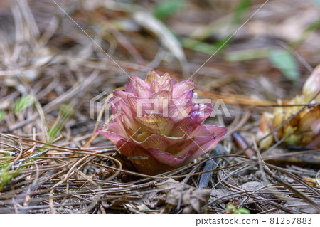 Suthep Siamese flowers or krachiao suthep are blooming from the ground in Doi Suthep-Pui National Park, Thailand. Suthep Siamese flowers or krachiao suthep are blooming from the ground in Doi Suthep-Pui National Park, Thailand. 81257883