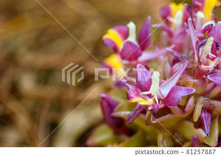 Close-up  blooming Suthep Siamese flowers or krachiao suthep in Doi Suthep-Pui National Park, Thailand. selective focus point 81257887