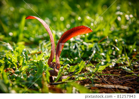 Dipterocarpus alatus Roxb (Yang, Gurjan, Garjan) seed fall down on the grasses. Dipterocarpus alatus Roxb (Yang, Gurjan, Garjan) seed fall down on the grasses. 81257943