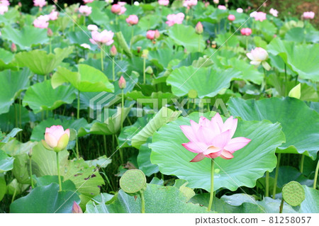 Large lotus flower close-up Large lotus flower close-up 81258057