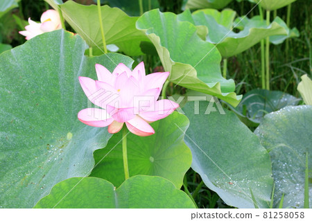 Large lotus flower close-up Large lotus flower close-up 81258058