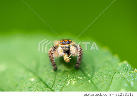 Predation of cat fly Predation of cat fly 81258112