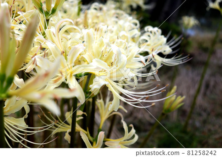 Cluster amaryllis 18 white Cluster amaryllis 18 white 81258242