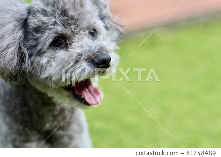 Toy poodle facial expression Toy poodle facial expression 81258489
