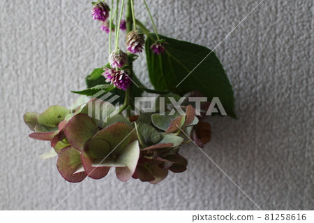 Hydrangea & Globe amaranth swag Hydrangea & Globe amaranth swag 81258616
