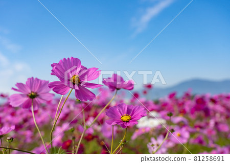Cosmos field in Toin Town, Mie Prefecture 81258691