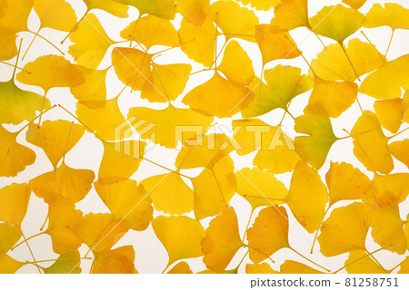 Ginkgo biloba Ginkgo biloba 81258751