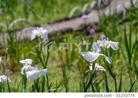 三重縣龜山市龜山公園菖蒲園的白花鳶尾 81258776