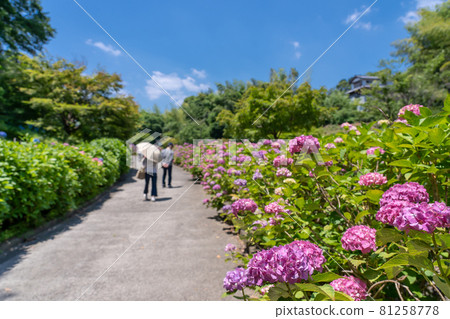 三重縣龜山市龜山公園菅園路上的繡球花 81258778