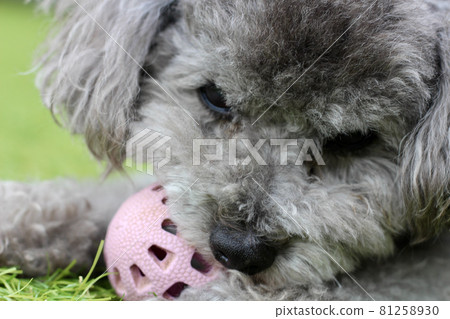 A toy poodle crazy about biting a ball on the grass A toy poodle crazy about biting a ball on the grass 81258930