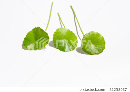 Fresh green centella asiatica leaves in petri dishes on white background. Fresh green centella asiatica leaves in petri dishes on white background. 81258987