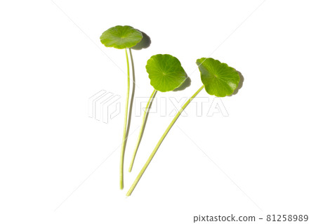 Fresh green centella asiatica leaves on white background. Fresh green centella asiatica leaves on white background. 81258989