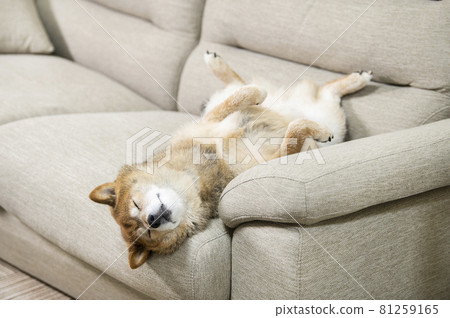 Dog sleeping on his back 81259165