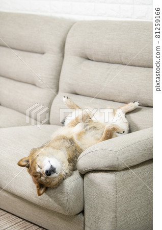 Dog sleeping on his back 81259166