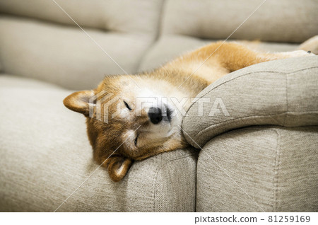 狗睡在他的背上 81259169