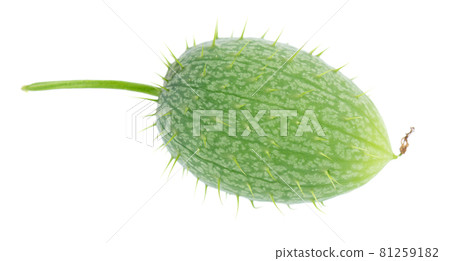 Ecballium isolated on white background. Ecballium elaterium or wild cucumber pods. Top view. 81259182