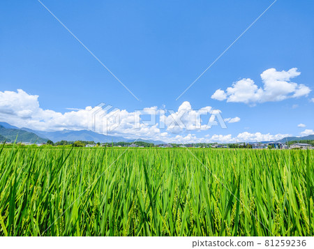 Summer countryside scenery 81259236