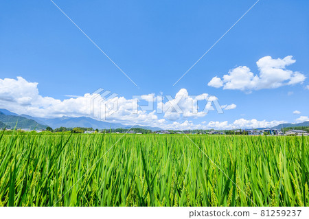 夏季農村風光 夏季農村風光 81259237