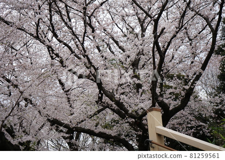 在Asukayama公園的櫻桃 在Asukayama公園的櫻桃 81259561