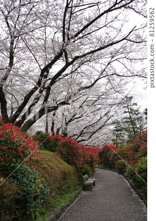 在Asukayama公園的櫻桃 在Asukayama公園的櫻桃 81259562