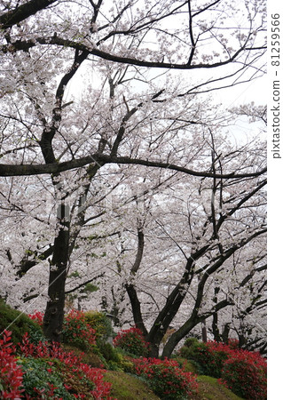 在Asukayama公園的櫻桃 在Asukayama公園的櫻桃 81259566