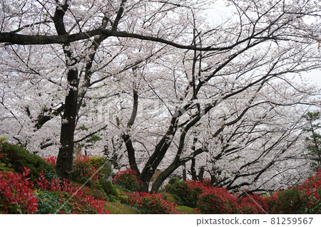 在Asukayama公園的櫻桃 在Asukayama公園的櫻桃 81259567