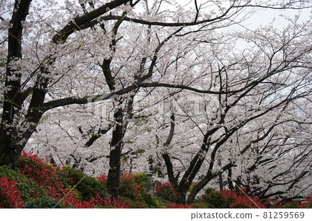 在Asukayama公園的櫻桃 在Asukayama公園的櫻桃 81259569