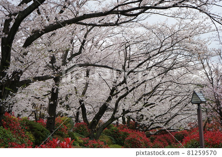 在Asukayama公園的櫻桃 在Asukayama公園的櫻桃 81259570
