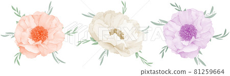 Anemone flower bouquet watercolor set design element isolated on white background 81259664