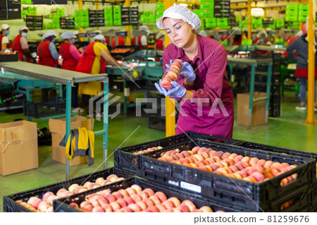 Woman checking and marking peaches in boxes, working at warehouse 81259676