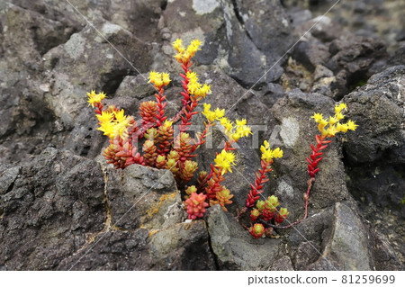 Niigata Sado Shukunegi Coast Tight sesame blooming in rocky areas Niigata Sado Shukunegi Coast Tight sesame blooming in rocky areas 81259699