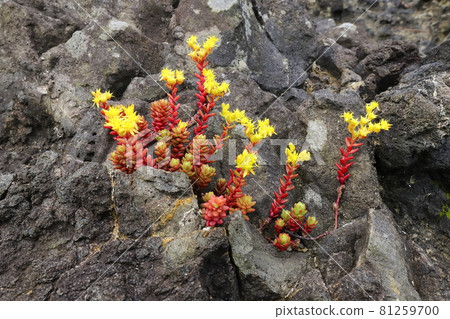Niigata Sado Shukunegi Coast Tight sesame blooming in rocky areas Niigata Sado Shukunegi Coast Tight sesame blooming in rocky areas 81259700