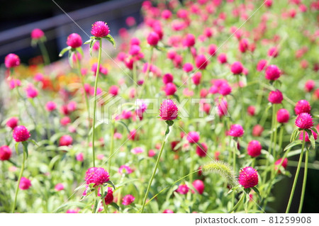 Sennichikou花 Sennichikou花 81259908