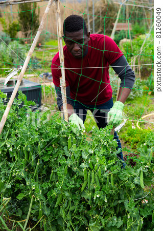 African man growing pea plants 81260049