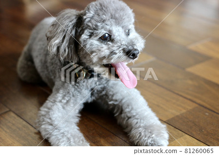 Toy poodle sitting with tongue out 81260065