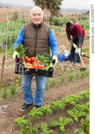 Elderly gardener holding box with vegetables Elderly gardener holding box with vegetables 81260077