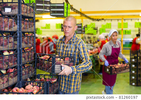 Woman packing peaches and man carrying box 81260197