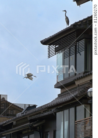 京都鴨川上的灰鷺 京都鴨川上的灰鷺 81260270