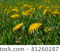 Rally of cute dandelions 81260287