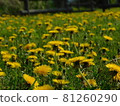 A lot of dandelion carpets in full bloom 81260290